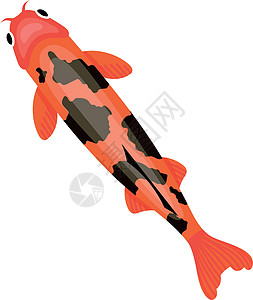 黑斑日本红鱼 亚洲金鱼图片