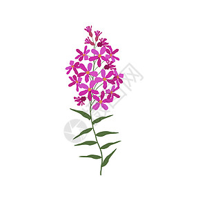 白色背景的一朵单一野花 香草鲜花工厂生态植物学艺术花瓣草地花园荒野林地场地菊苣图片