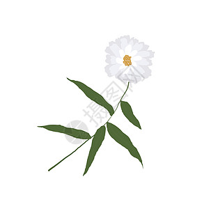 白色背景的一朵单一野花 香草鲜花工厂艺术季节植物林地花瓣荒野花艺收藏标本馆叶子图片
