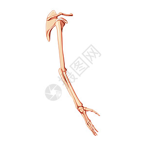 右手解剖正确 锁颈 肩骨 前臂3D;左臂2D 直角3D图片