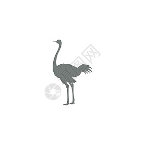 Ostric 图标标志标识设计插图农场野生动物荒野黑色动物园脖子动物图片