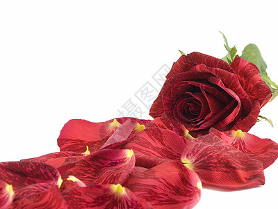 红玫瑰 浪漫 花瓣 假期 浪漫的 植物群 情人节 自然背景图片