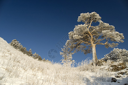 白雪冬树 清除 户外 深的 旅行 冰 寒冷的 逃离图片