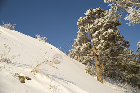 白雪冬树 一月 粉末 冰冷的 冷杉 户外 步行 生态旅游图片