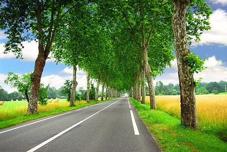法语国公路 小麦 空的 农业 老的 大街 郁郁葱葱 大路图片