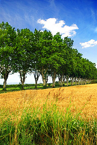 法语国公路 车道 风景 法国 树 小麦 汽车图片