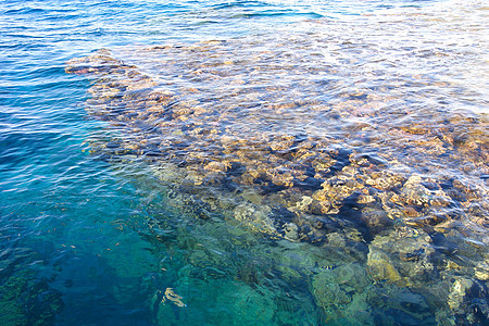 在水中的珊瑚 旅游 海浪 潜水 气候 潜水员 呼吸管图片