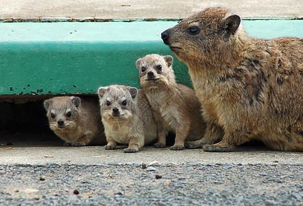 Cape Hyrax 或Rock Hyrax 普罗卡维亚角 关爱 异国情调图片