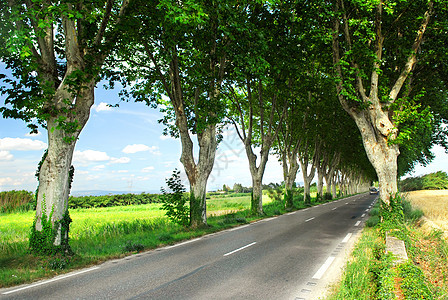 法语国公路 内衬 国家 旅游 大路 郁郁葱葱 梧桐树 自然 高速公路图片