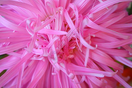 阿斯特 秋天 漂亮的 星星 浪漫的 植物群 礼物 粉色的背景图片