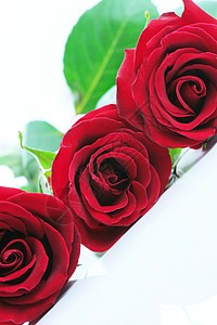 三朵红玫瑰被白色的白玫瑰隔开 愤怒 假期 花的图片