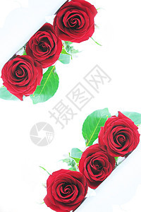 三朵红玫瑰被白色的白玫瑰隔开 愤怒 爱 母亲节图片