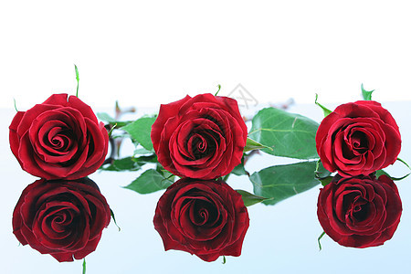 在反射表面隔离了三朵红玫瑰 红色的 浪漫 婚礼 爱图片