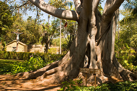 图树 美丽的 建筑 装饰品 公园 历史性 根 石头 罗马的图片