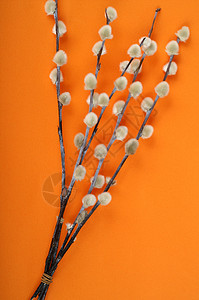 猫石 橙子 复活节 春天 丝滑的 枝条 白色的 柳树 棕色的图片