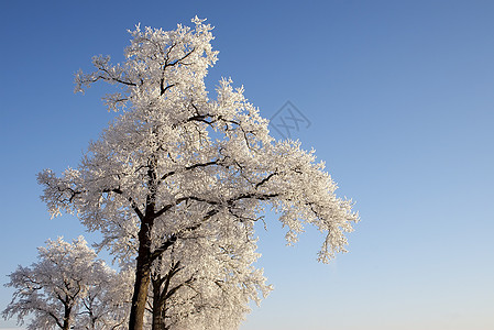 霜花树 冬天 假期 寒冷的 季节性的 公园 季节背景图片