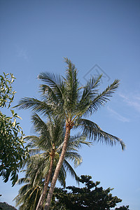 椰椰子树 自然 树木 旅游 海滩 夏天 热带图片