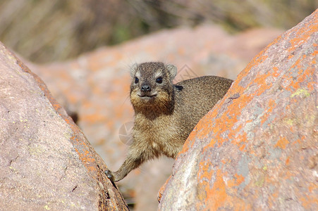 Cape Hyrax 或Rock Hyrax 普罗卡维亚角 仓鼠 居民图片