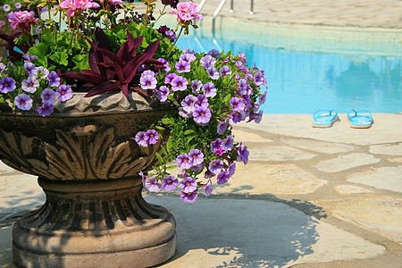 彩色鲜花的游泳池图片