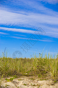夏季海滩 绿色的 季节 美丽 草 水 风景优美的 海岸 假期背景图片