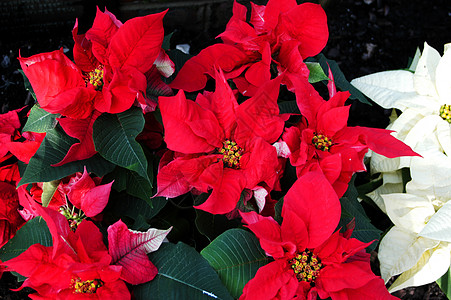 波因塞塔语Name 花瓣 红色的 绿色的 假期图片