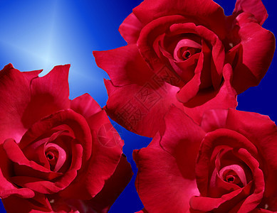 红玫瑰 假期 情人节 蓝色的 热情 芽 花的 红色的 浪漫背景图片