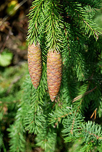 fir 树锥 植物 荒野 森林 冬天 棕色的 假期图片