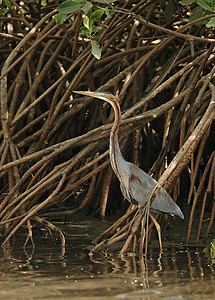 紫色 Heron 隐藏图片