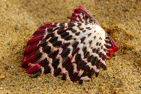 贝壳 蚌 旅行 治疗 宏观 甲壳动物 湿的 岛屿图片