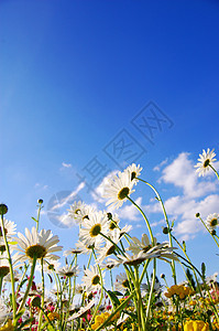 夏天在草地上花朵 蓝色的 快乐的 花的 场地 公园 非洲菊图片