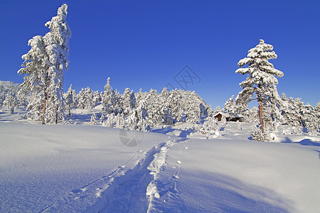 冬季奇幻乐园 滑雪 放松 太阳 蓝色的 雪 运动图片