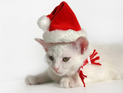 带Xmas 帽子的白小白小猫 动物 柔软的 假期图片