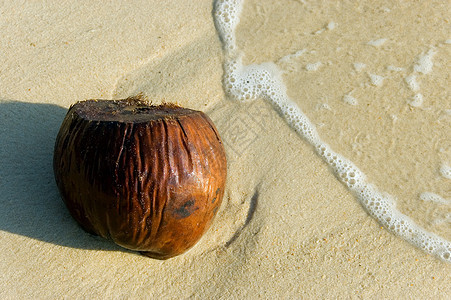 椰子在海滩上图片