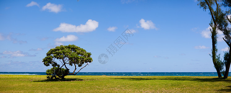 海景 植物 泻湖 热的 蓝色的 海岸 天空 安静 植物群 海滨图片