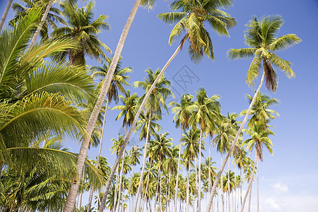 岛屿椰子树 蓝色的 吃 太阳 海 棕榈 晴天图片