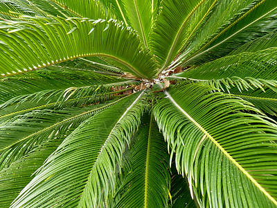 棕树树叶 澳大利亚 户外的 户外 热的 椰子 棕榈 天空 热带图片