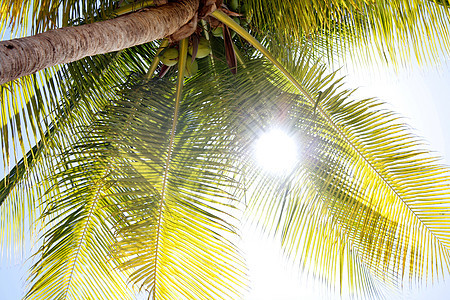 棕榈树 天空 天堂 热带 岛 夏天 海浪 树叶 风景图片