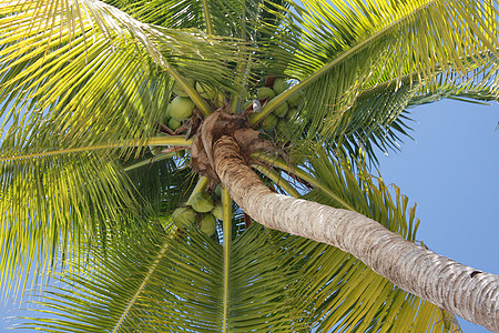 棕榈树 旅游 晴天 温暖的 海洋 旅行 风景 植物 夏天图片