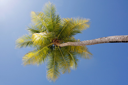 棕榈树 美丽的 海浪 植物 海岸线 天堂 夏天 自然 温暖的 岛图片