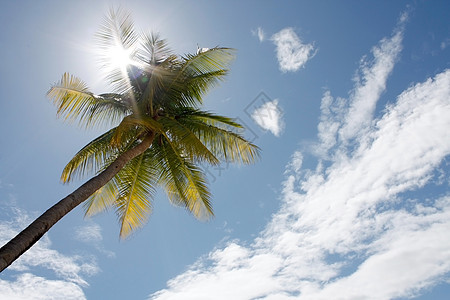 棕榈树 耀斑 海岸 美丽的 天空 蓝色的 夏天 海 放松 海浪图片