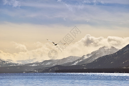 Tahoe 公开海鸥图片