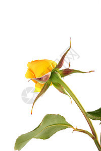 玫瑰 假期 黄色的 芽 祝贺 绿色的背景图片