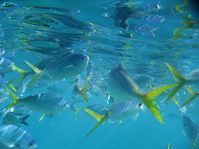 大堡礁下海洋生物组织 野生动物 龟 障碍 海底 旅游图片