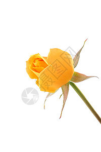 黄玫瑰 黄色的 缩短 芽 祝贺背景图片