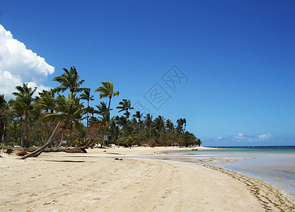 在海滩上 云 加勒比 海景 浪漫的 椰子 假期 海浪 美丽的图片