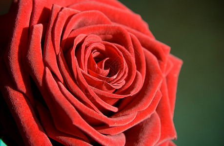 花朵 红玫瑰如明信片 周年纪念日 美丽的 美丽 自然 浪漫图片