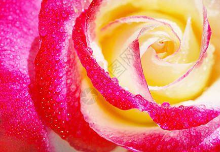 黄色和红玫瑰 褶皱 花 美丽 香水 爱 新鲜图片