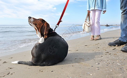 在沙滩上抓狗 动物 牛仔裤 假期 腊肠犬 巴吉度猎犬 户外的图片