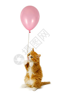 拿气球的猫猫小猫和气球背景
