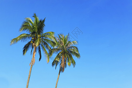 两棵椰子树和蓝色天空 有文字空间图片